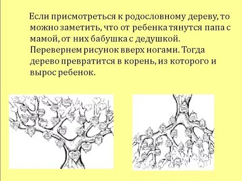 Генеалогическое древо кубановедение 3