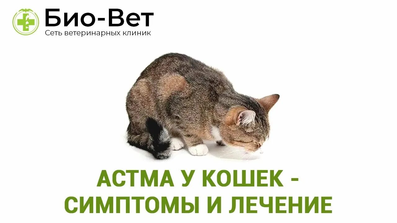 Астма у кота. Кошачья астма. признаки астмы у кошки. астма у кота симптомы.