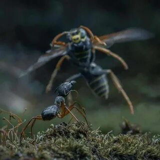 Other insects
