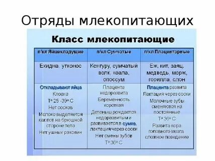 Вымершие отряды млекопитающих