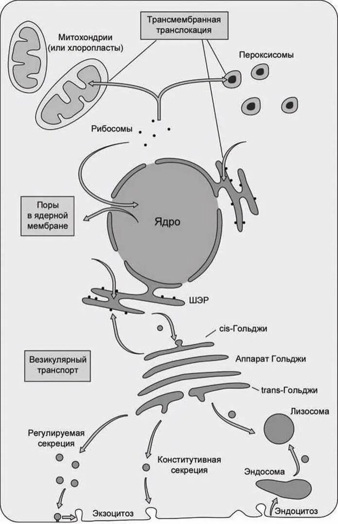 Транспорт белков внутриклеточный. Везикулярный транспорт. Трансмембранный транспорт веществ в клетку. Везикулярный транспорт физиология.