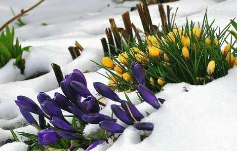 Зимние крокусы