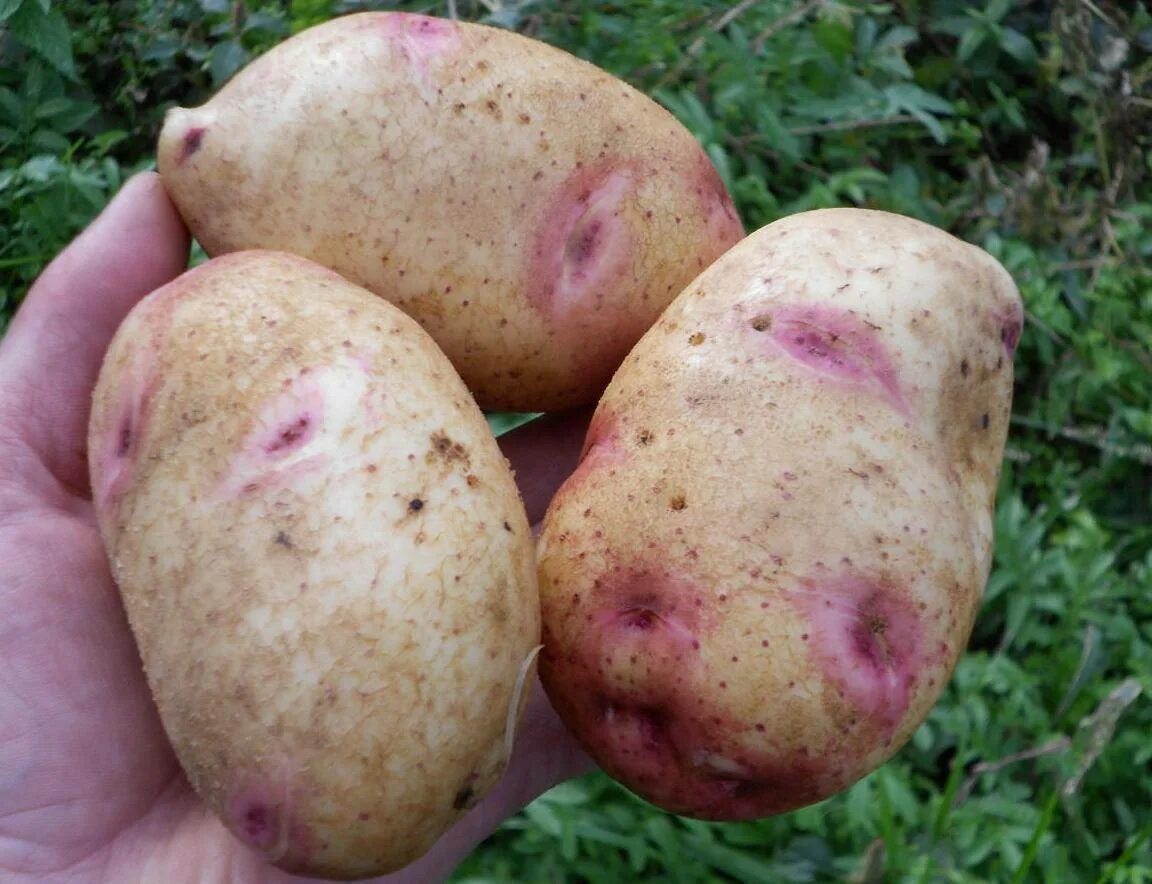 Ранний картофель характеристика отзывы. Сорт картофеля Синеглазка. Семенной картофель Пикассо. Сорт картофеля Синеглазка (Ганнибал). Сорт картошки Синеглазка.