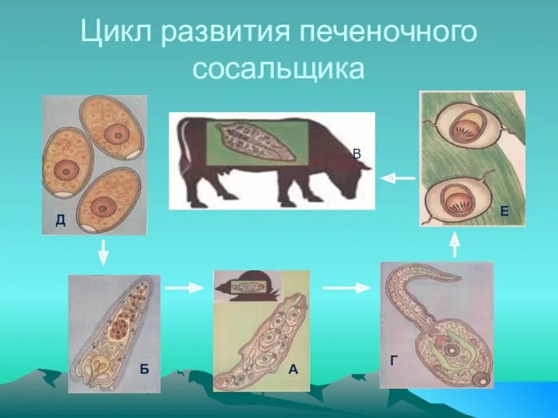 Цикл развития печеночного сосальщика б. Цикл развития печеночного сосальщика. Цикл развития печеночного сосальщика биология. Стадии развития сосальщиков.