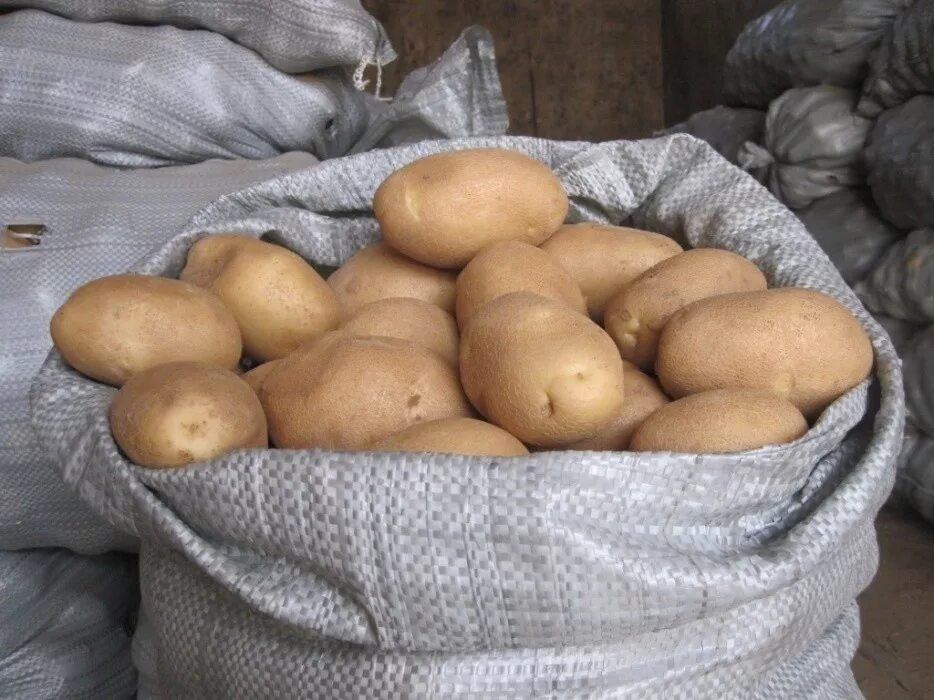 Картофель 5 рублей. Картофель в мешках. Крупный картофель. Картофель домашний. Мешок картошки.