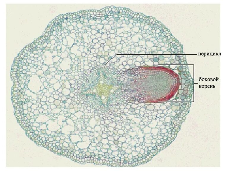 Первичное строение корня микропрепарат. Срез корня перицикл. Поперечный срез корня однодольного. Поперечный срез корня микрофотография.