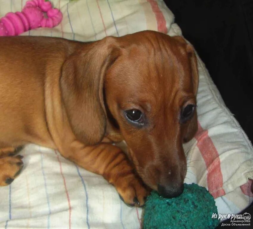 Карликовая такса щенок 2 месяца. Такса черно подпалая щенок 2 мес. Щенки таксы в 3 месяца. Метис таксы и пинчера. Такса 3 месяца.