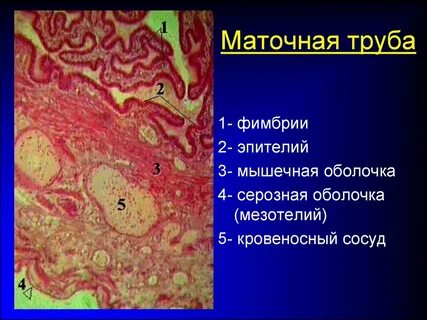 Гистология труб