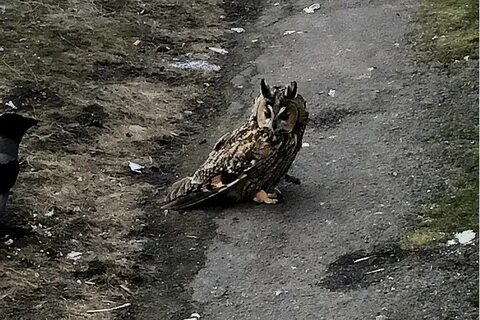 Обиженные вороны сидели вокруг
