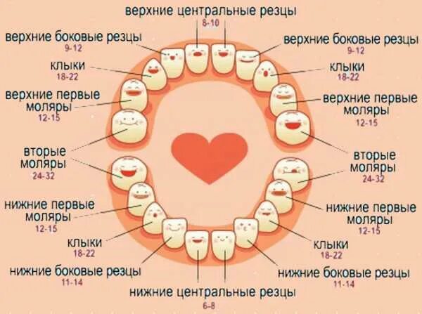 Зубы 2 7 года. Зубы 2 моляр у детей режутся первые зубы. первые коренные моляры у ребенка. зубы у детей после 2 лет.
