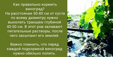 Как правильно подкормить виноград