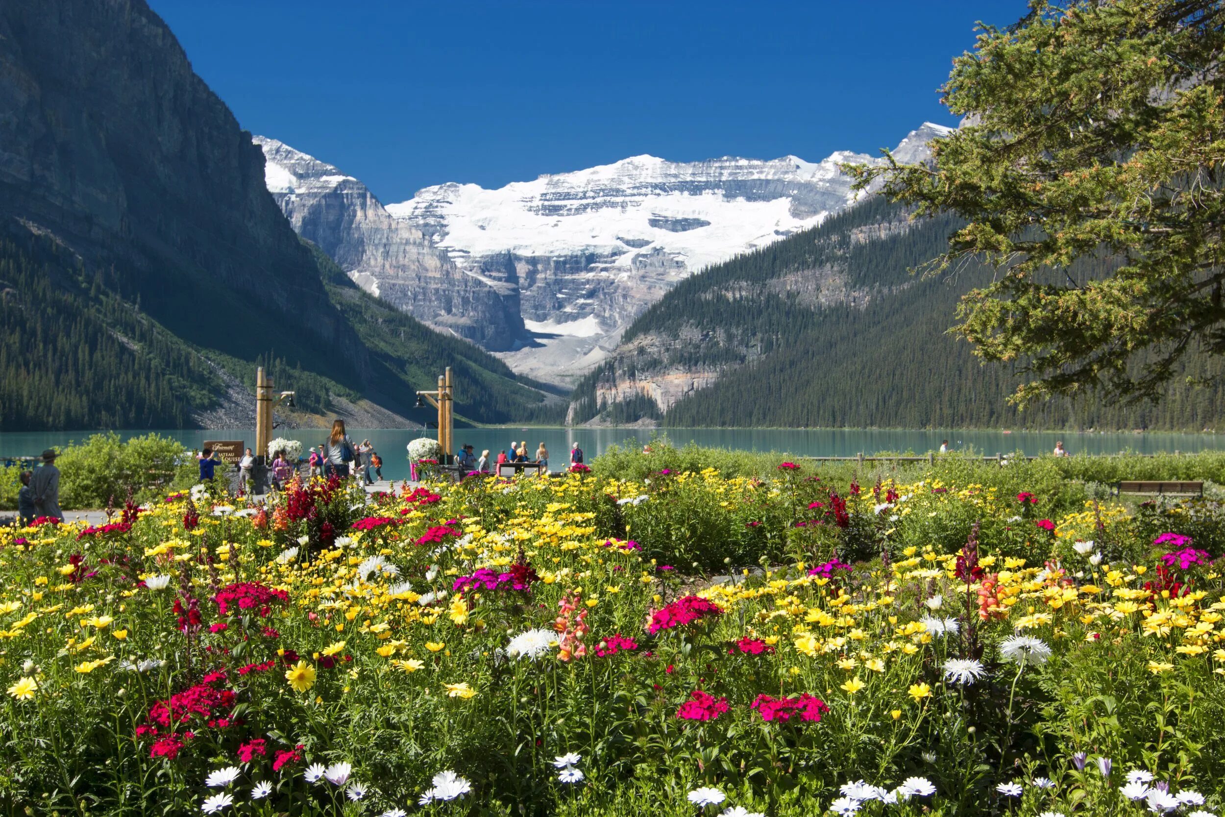 Национальный парк Банфф, Канада. Цветы Канады Банф. Цветы национального парка Банф. Растительность канады