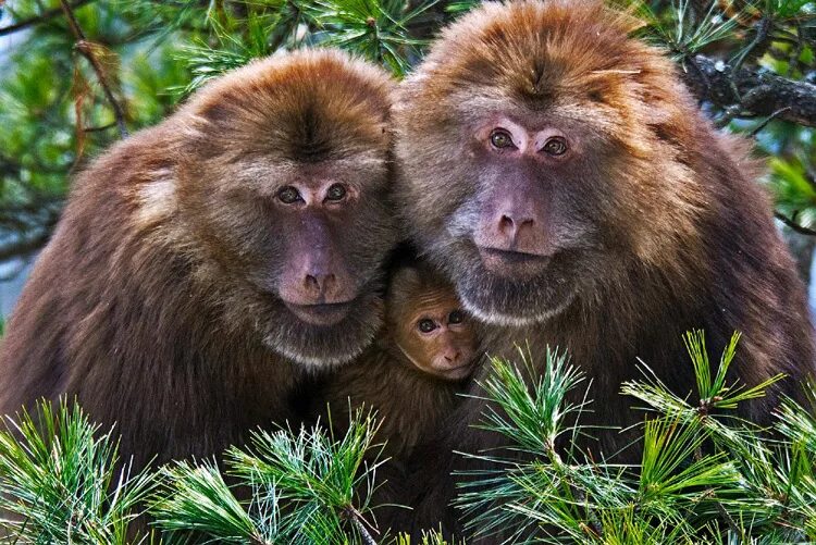 Обитание обезьян. Тибетский макак Macaca thibetana. Макак суматранский. Семья обезьян.