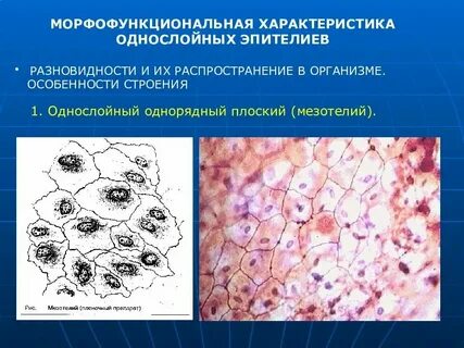 Эпителий плоский 15 в п зр
