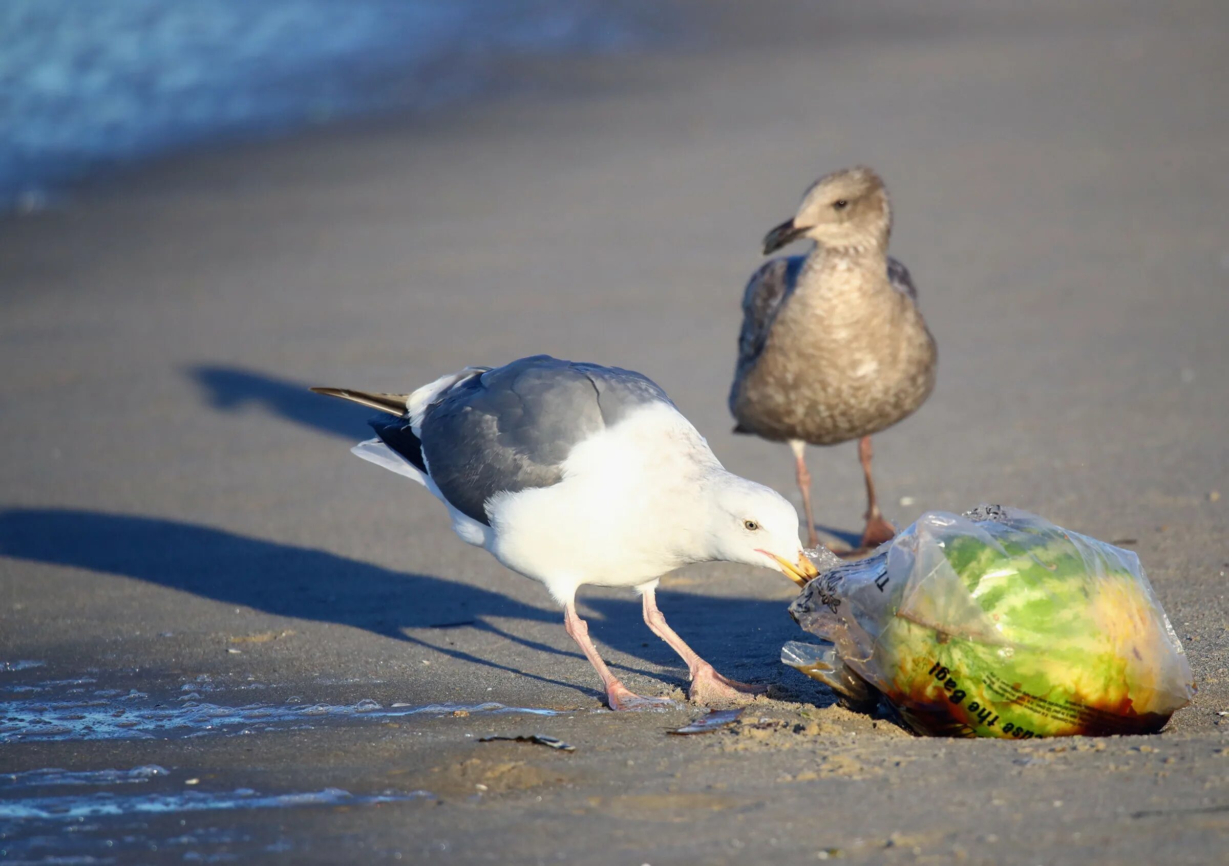 Seabirds it seems. Пластик в океане. seabirds and mammals plastic. seabirds and mammals plastic png.