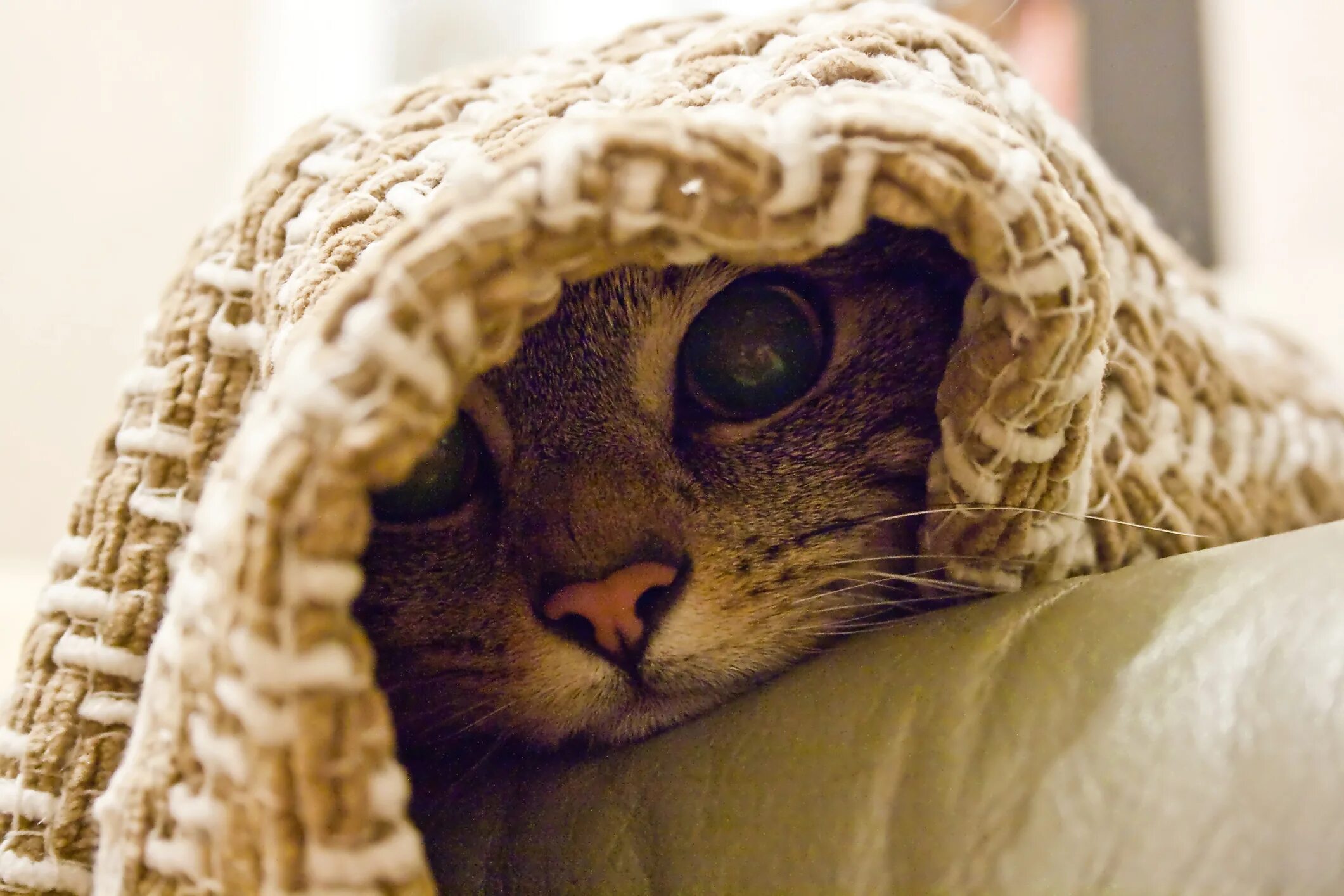 Котик в одеяле. Кот из под одеяла. кошка завернутая в плед. кот выглядывает из под одеяла. грустный кот в одеяле.