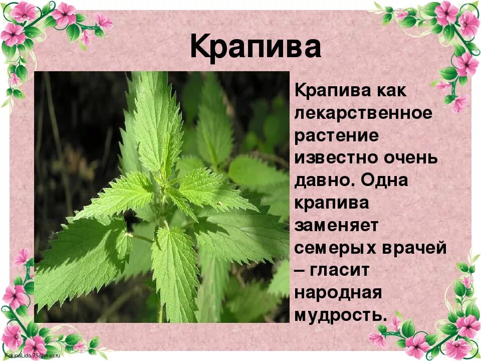 Крапива какое слово. Крапива лекарственное растение. лечебное растение крап. крапива для дошкольников. лекарственные растения описание.