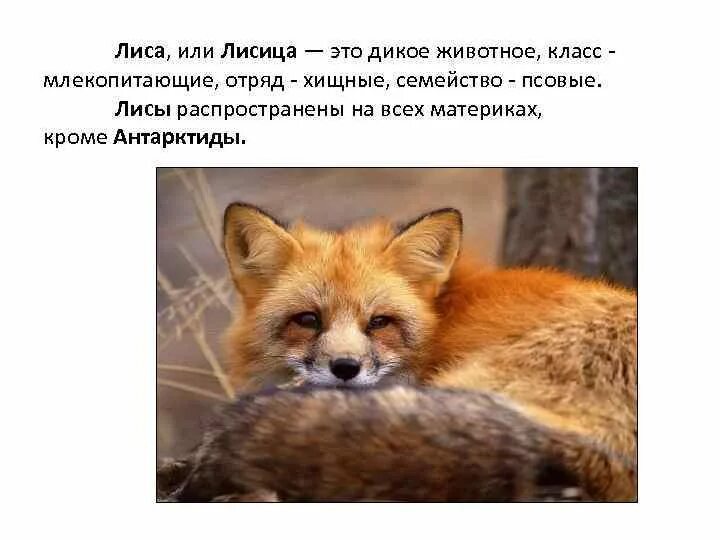 Лиса какой класс животных. Лиса какой класс животных