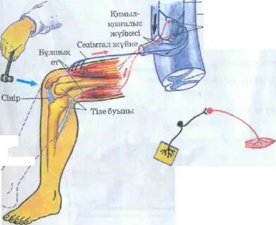 Күйеуінің жалап жатқаны бейнеленген порно