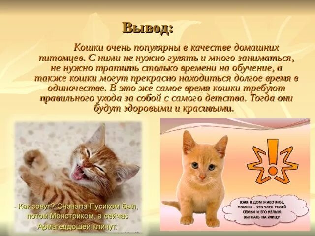 Как выводились кошки. Вывод про кошек. презентация на тему кошки. проект про кошек. вывод про кошек в проекте.