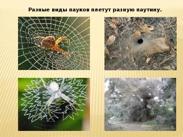 Плетет ловчие сети способен к полету. Паутина разных видов пауков. паук плетет паутину. виды паутины у пауков. ловчие сети различных видов пауков.