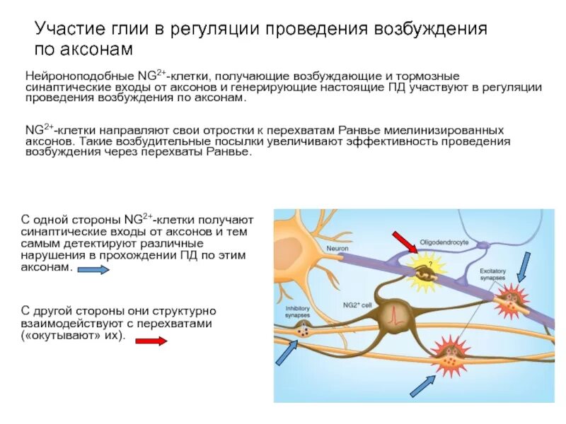 Виды нейроглии. Клетки нейроглии. Глиальные клетки. К клеткам нейроглии относятся. Глия и нейроглия.