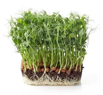 Pea shoot