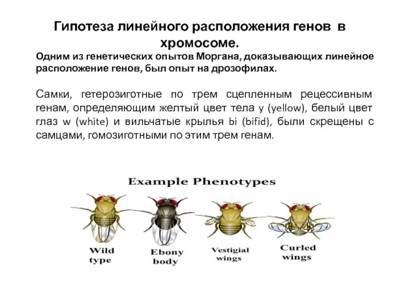 Местоположение генов в хромосоме. Линейное расположение генов в хромосоме. Закон линейного расположения генов в хромосоме. 31. Линейное расположение генов в хромосоме.. Опыты Моргана на дрозофилах.