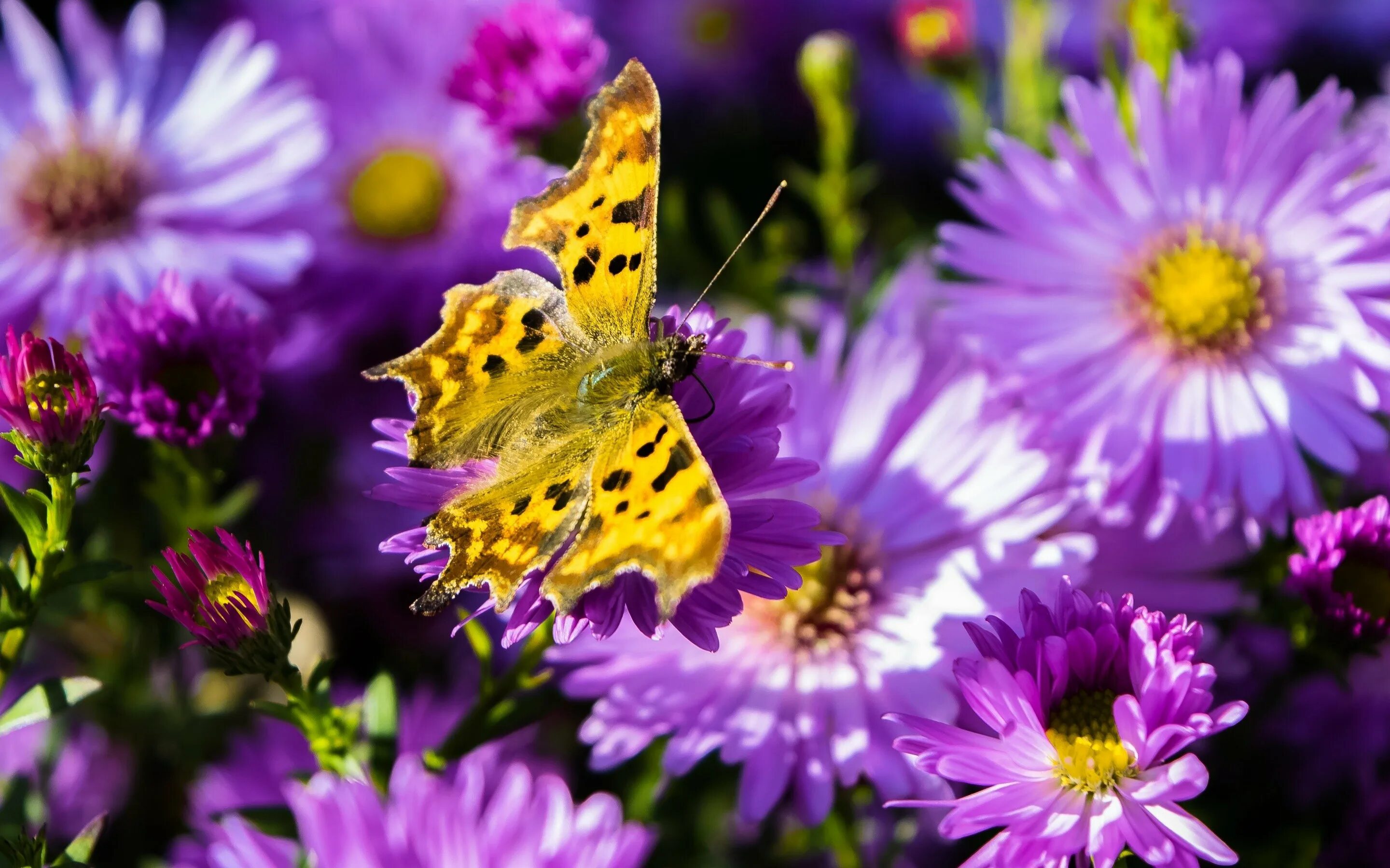 Видео бабочки и цветы. Бабочки. Яркие бабочки. Бабочка на цветке. Бабочки в цветах.