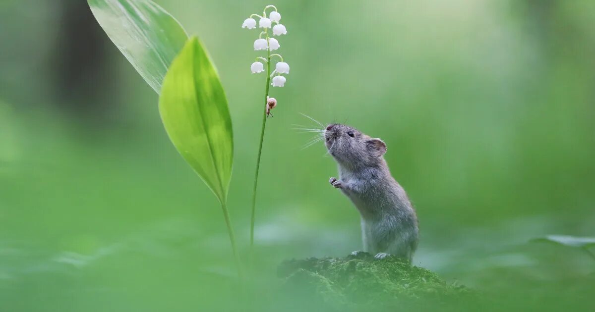 Мышь улитка. Мышь в природе. Дикая мышь.