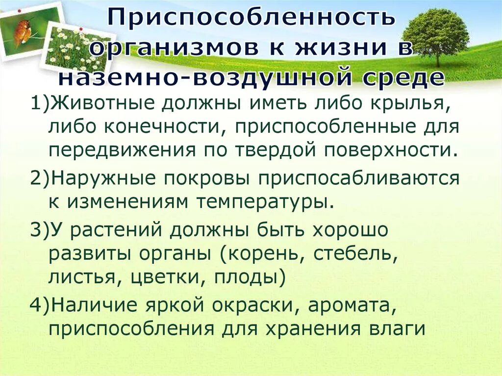 Приспособленность к среде жизни растения. Приспособленность организмов к наземно-воздушной среде. Наземно-воздушная среда приспособления. Приспособленность к жизни в наземно воздушной среде. Приспособленность организмов к наземно-воздушной среде обитания.