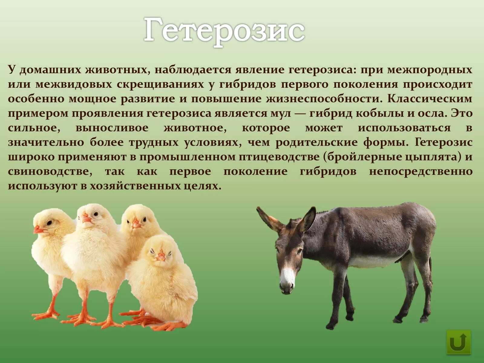 При селекции животных используются. Гетерозис в селекции животных. Гетерозис метод селекции. Гетерозис это в биологии селекция. Межпородное скрещивание (аутбридинг).