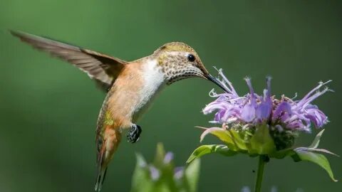 How do hummingbirds help flowering plants