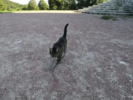 В шагах от дома