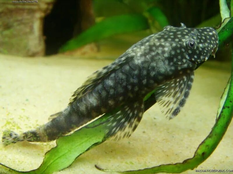 Почему умирают сомики в аквариуме. Сомик смотрит из своего домика. Сомы в аквариуме. Почему умирают сомики в аквариуме. Гексамитоз анциструс.