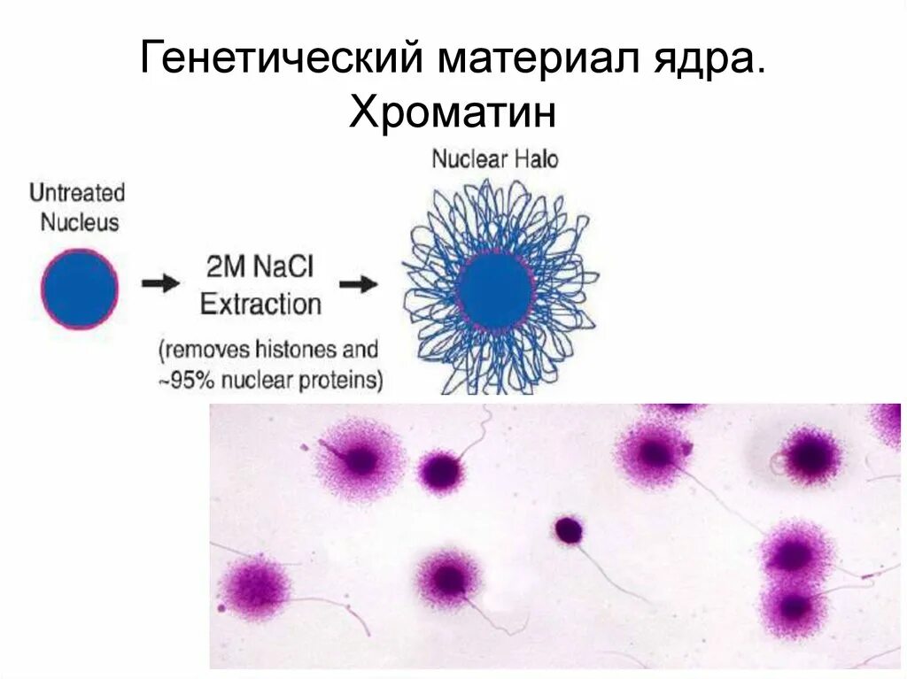 Наследственный материал ядра