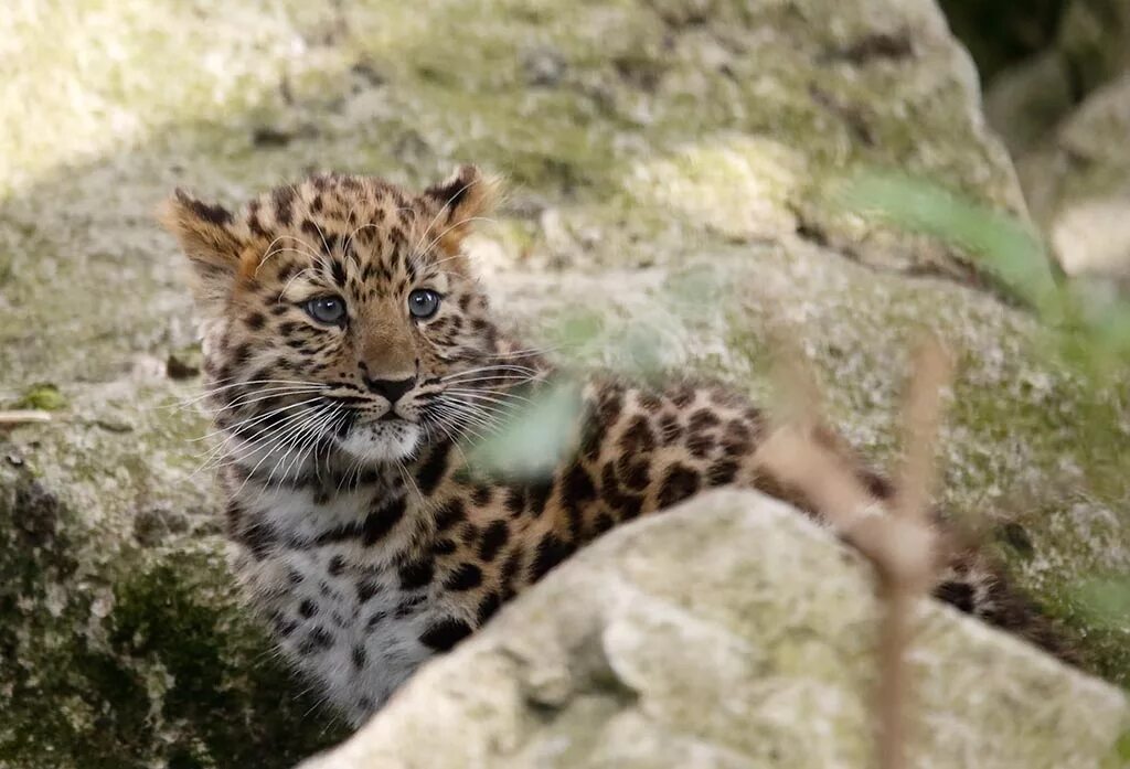дальневосточный приамурский леопард. краснокнижный дальневосточный леопард. краснокнижный дальневосточный леопард. животные красной книги амурский леопард. животные красной книги амурский леопард.