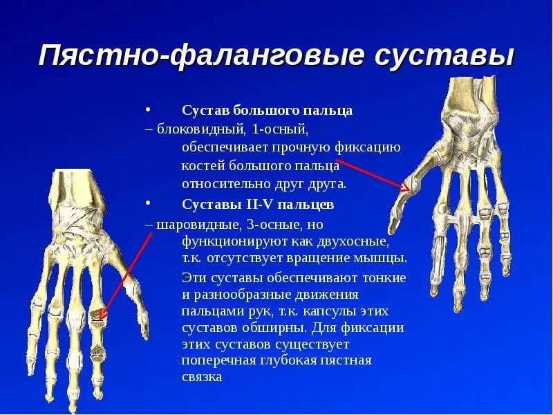Фаланги пальцев тип соединения