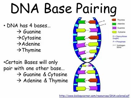 Base will