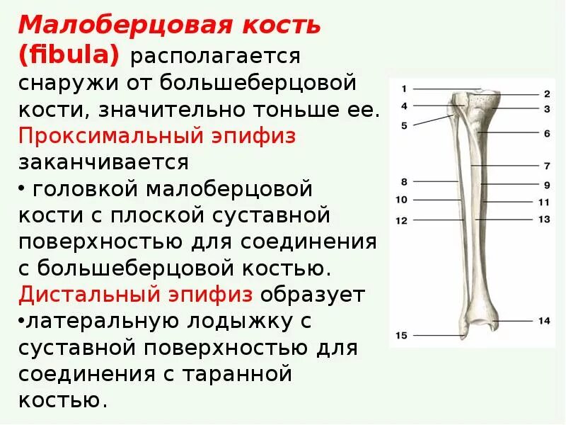 Находится берцовая кость