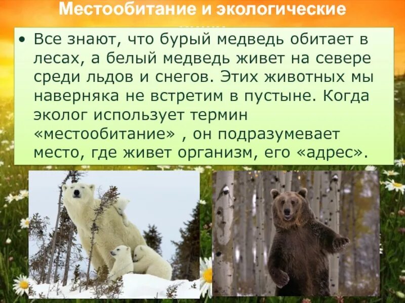 Экологическая ниша факторы среды. Экологическая ниша медведя. Описание экологической ниши медведя. Экологическая ниша медведя. Место обитания медведя.