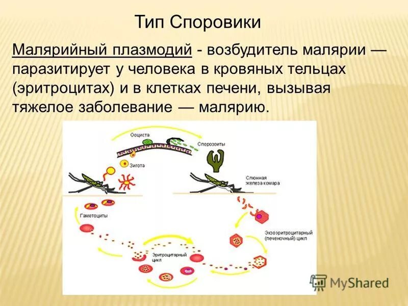 Возникновении малярии