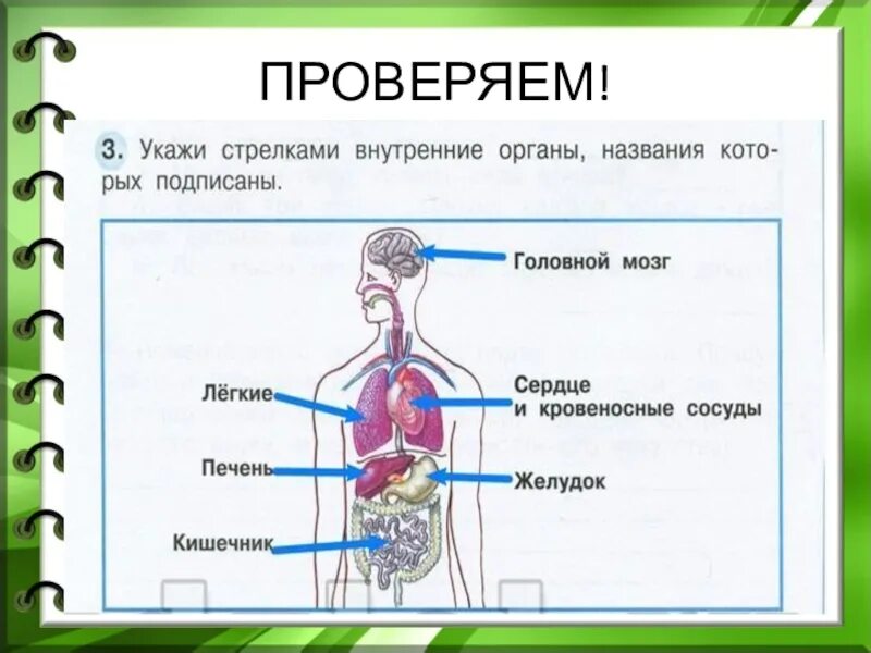 Окружающий мир 3 класс строение человека система органов. Системы организма человека 3 класс школа России. Система органов организма человека 3 класс окружающий. Схема системы органов человека 3 класс окружающий мир. Презентация как работает наш организм 3 класс