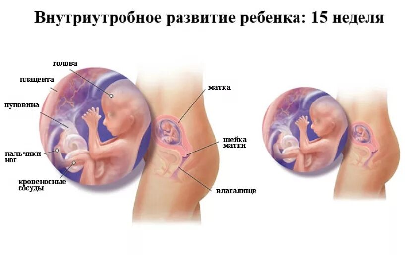 Ребенок 15 недель беременности размер плода. 15 Недель беременности какого размера малыш. Какого размера плод в 15 недель беременности. Малыш 15 недель беременности размер плода. Можно почувствовать шевеление на 15 неделе