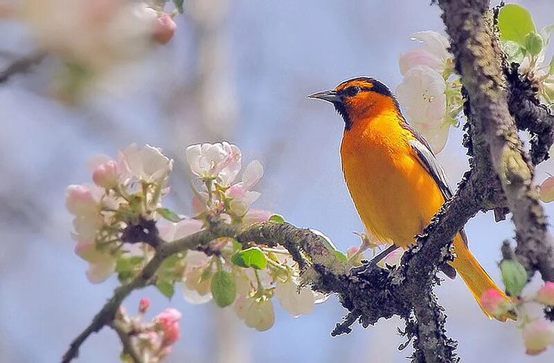 Птица предвестник весны