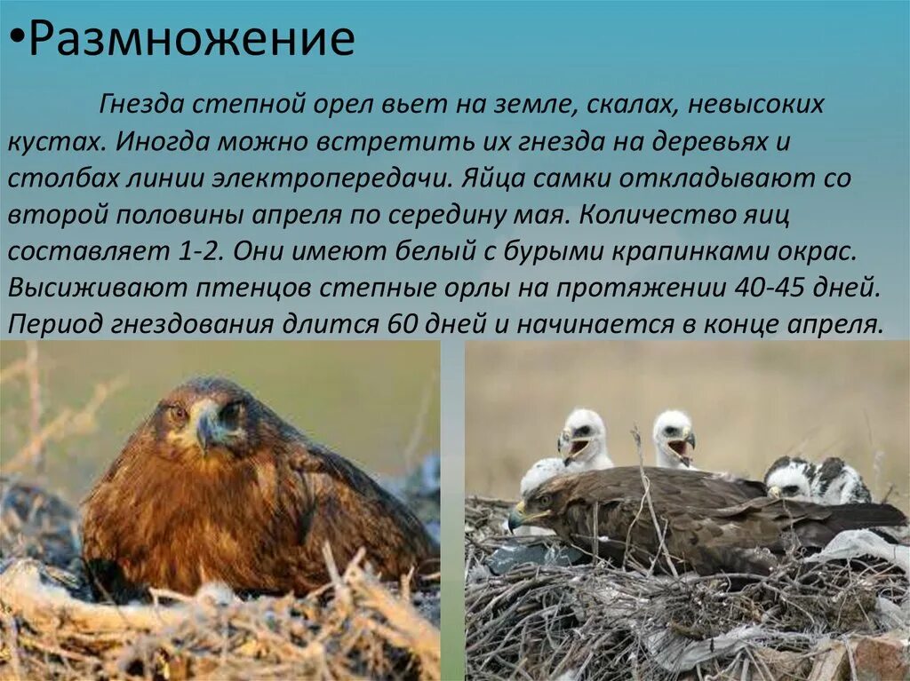 Размножение степного орла. Среда обитания степного орла. Сообщение о Степном Орле 4 класс окружающий мир. Сообщение о Степном Орле.