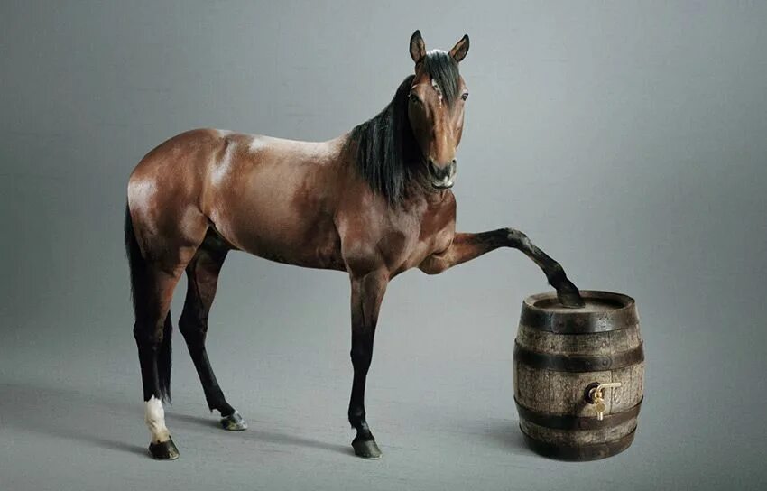 Як лошадь. Коньячный конь. Коньяк як конь. Лошадь пьет чай