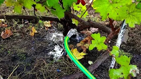 Как правильно поливать виноград летом