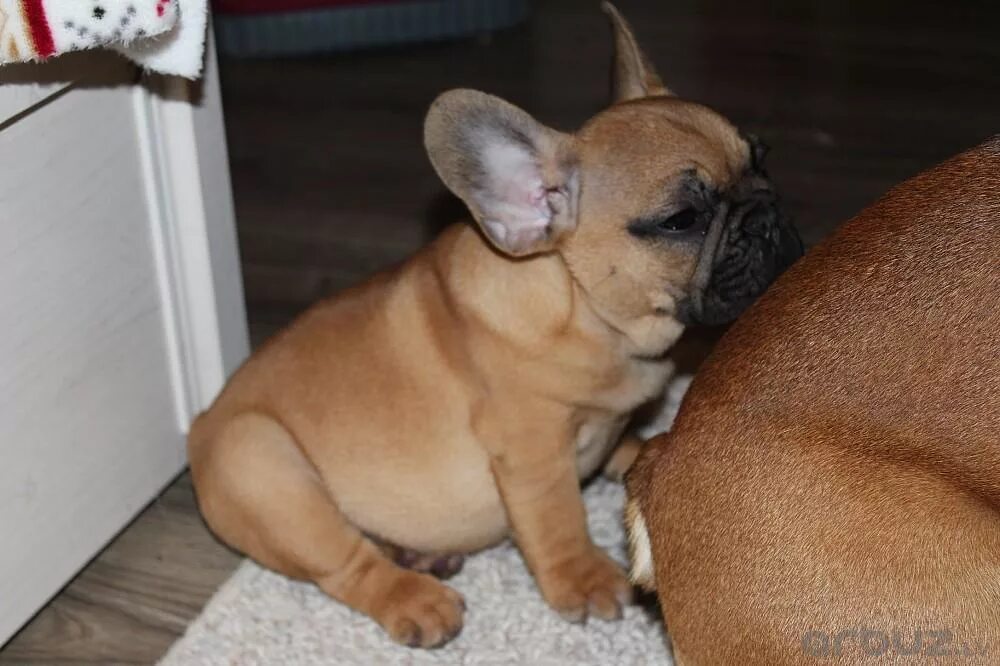 Kennel french buldog Goldinalena. French bulledogue kennel GOLDEN LINE