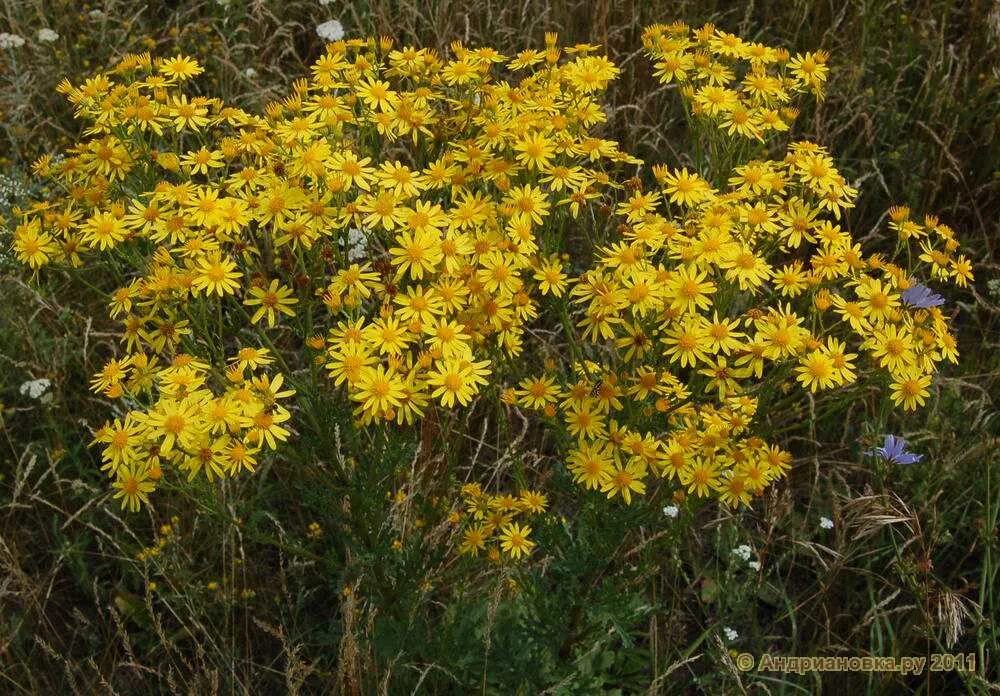 Крестовник Луговой. Крестовник полевой. Крестовник Якова Senecio jacobaea. Крестовник Луговой (Senecio jacobaea l.).